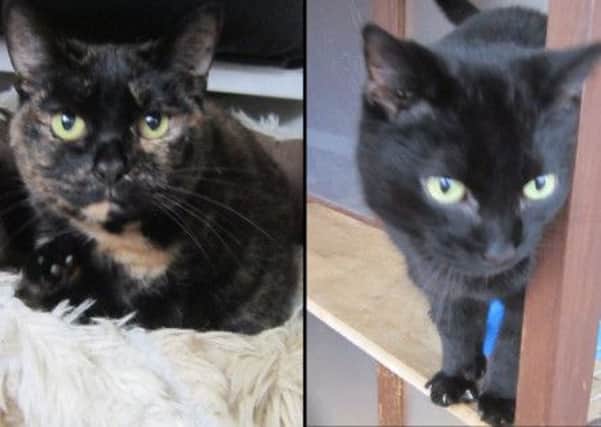 Brother and sister Indie and Tinkabell are looking for their fur-ever home together