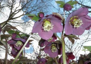 Were fast approaching spring and thanks to Mary Purbrick for getting us in the mood with this great picture. Mary said: These heavenly hellebores are growing in my garden. They were hard to capture, as their heads hang down. Keep your great pictures coming in to us by email!