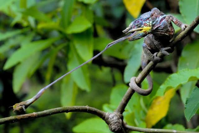 Overall winner: Panther Chameleon by Simone Sbaraglia