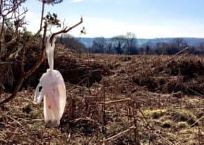 Dog waste bags hung from trees around the Ashridge Estate