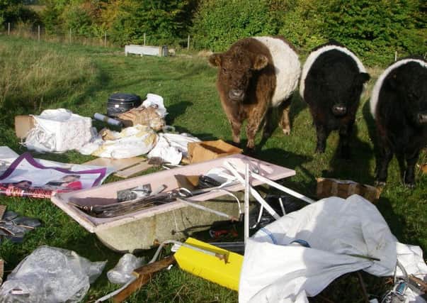 The field where waste was found dumped on the National Trust Ashridge Estate was being used to graze Heritage Belted Galloway cattle