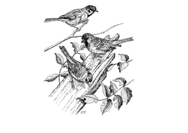 Sparrows sketch by Jill Fowler