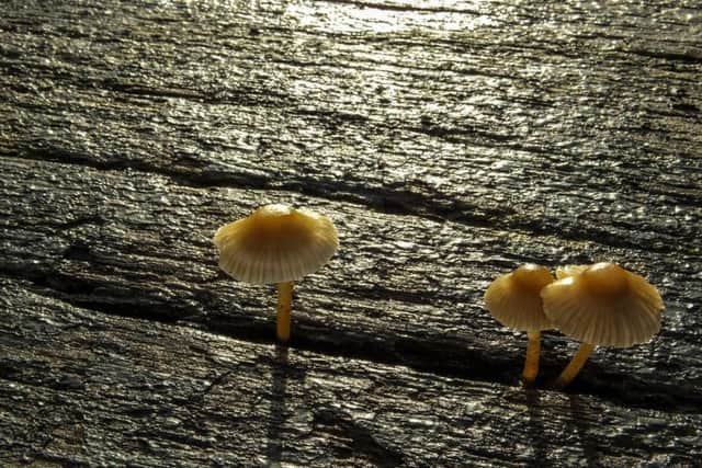 This beautifully atmospheric picture smacks of spring. Steve Jones captures quite brilliantly these tiny fungi he found growing in one of the canal lock gates down by the Paper Mill. Keep the pictures coming in!