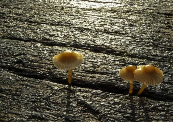 This beautifully atmospheric picture smacks of spring. Steve Jones captures quite brilliantly these tiny fungi  he found growing in one of the canal lock gates down by the Paper Mill. Keep the pictures coming in!