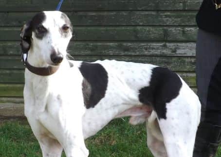 Gorgeous greyhound Freddie needs a home