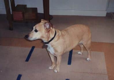 Jack is microchipped and was wearing a red collar at the time he went missing