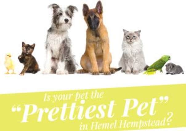 Prettiest Pet competition
