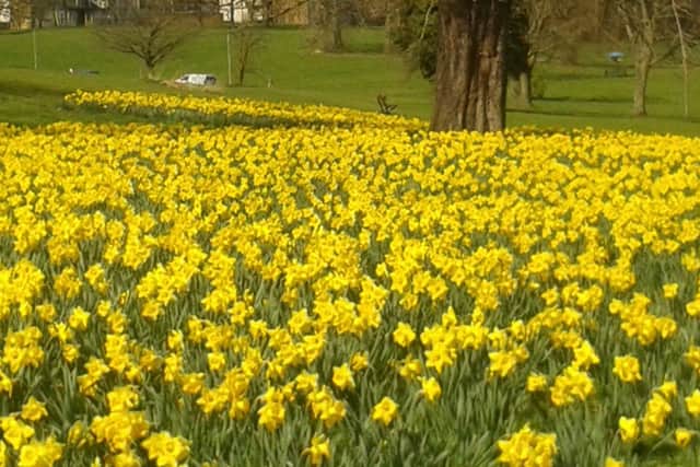 And it was all yellow: Spring has well and truly sprung as this beautiful scene near Gadebridge Park proves.The picture was taken by Mark Batchelor, keep your pictures coming in!