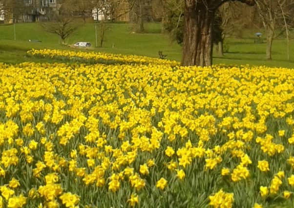 And it was all yellow: Spring has well and truly sprung as this beautiful scene near Gadebridge Park proves.The picture was taken by Mark Batchelor, keep your pictures coming in!