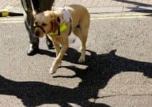 A guide dog helping his owner across the road.