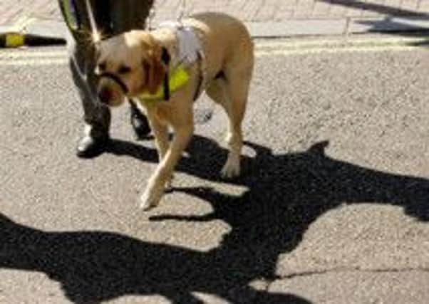 A guide dog helping his owner across the road.