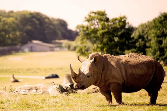 Rhino at Woburn Safari Park