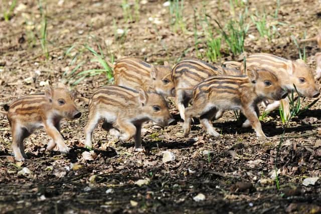 The wild boar piglets were born on April 8 PNL-150421-144302001