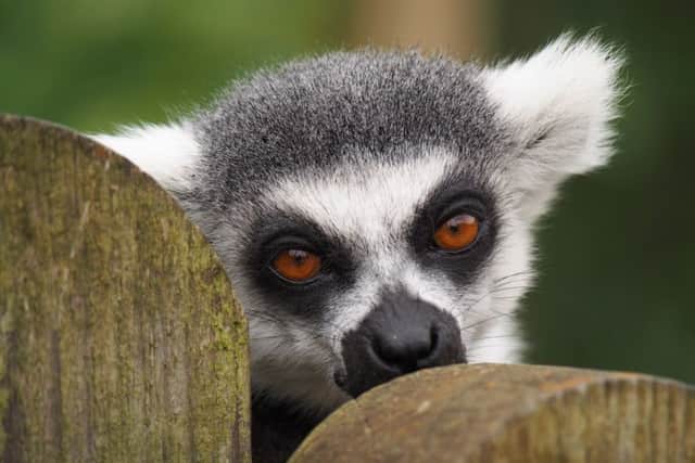 Whipsnade's existing lemurs are already a popular hit with visitors