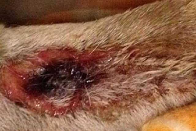 Deadly flesh rotting disease Alabama Rot is on the increase and initially causes sores like this on dogs Photo: David Walker