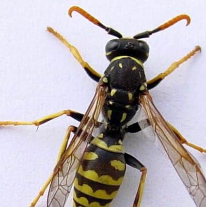 Experts say weather conditions have been ideal for wasps to thrive