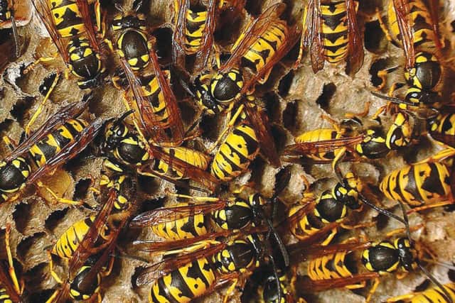 Summer with a sting in the tail: Mild winter could lead to an increase in the number of wasps