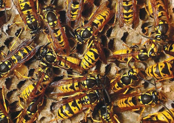 Summer with a sting in the tail: Mild winter could lead to an increase in the number of wasps