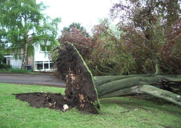 The roots of the fallen beech tree in Lombardy Drive, Berkhamsted. Photo: John Goffey