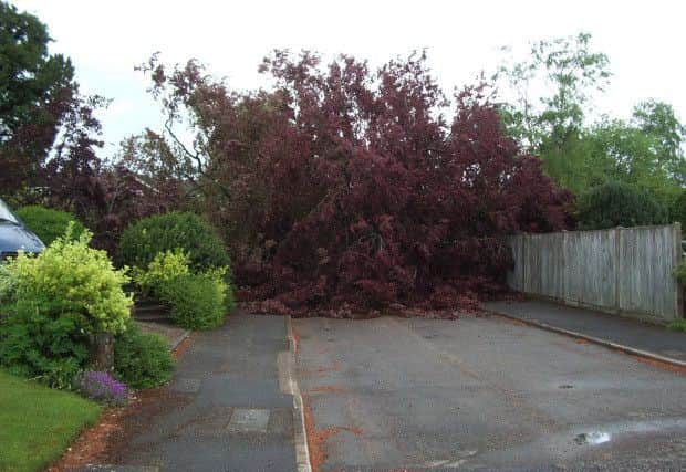The fallen beech tree in Lombardy Drive, Berkhamsted. Photo: John Goffey