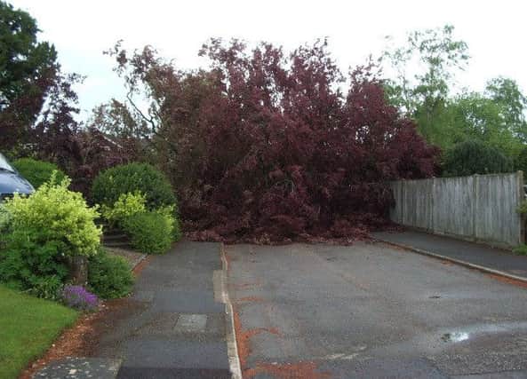 The fallen beech tree in Lombardy Drive, Berkhamsted. Photo: John Goffey