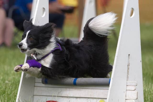Library image of dog show.