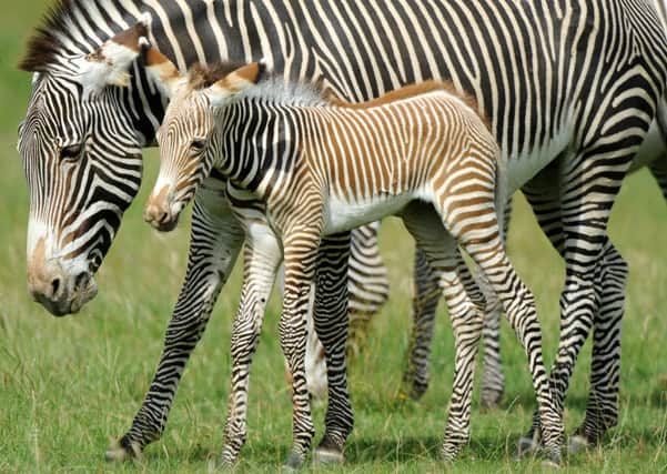 Zebra and foal at Whipsnade Zoo