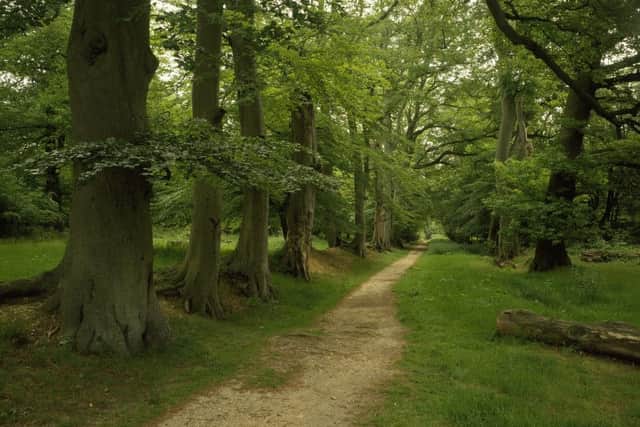Lady's Walk, Ashridge