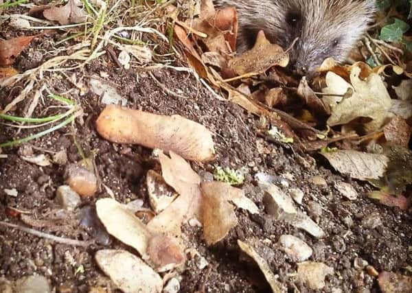 Hedgehog, picture by Alice Batchelor