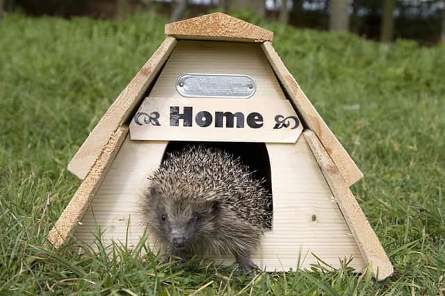 Hedgehog using a little house
