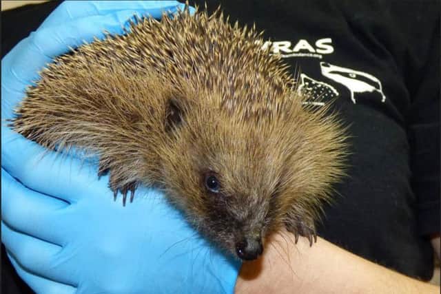 Hedgehogs remind us of cuddly Beatrix Potter characters and road safety adverts