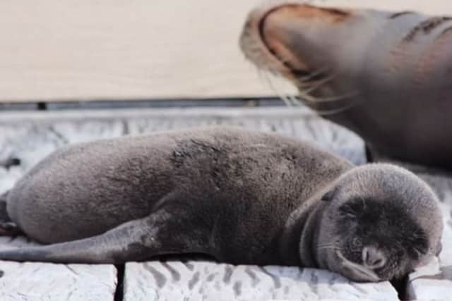 Oscar is the newest addition to the sea lion family at Whipsnade Zoo