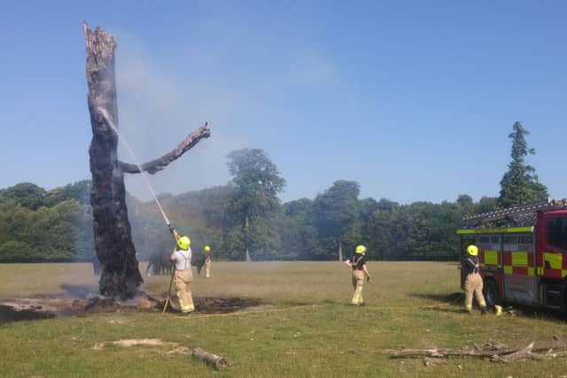 Irresponsible barbecuers cause 200 year old tree to go up in flames