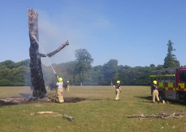 Firefighters battle the tree blaze at Ashridge.