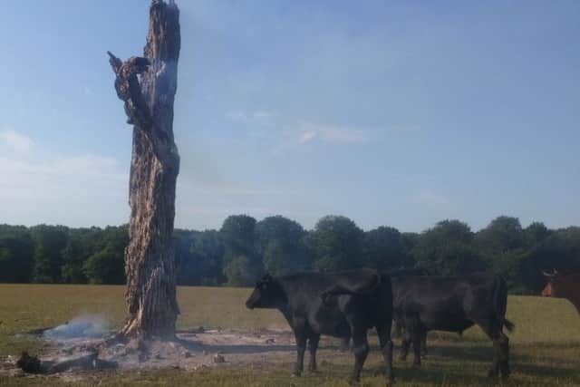 The tree provided an important habitat for critters.