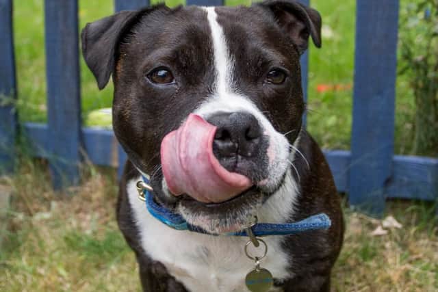 Tye the peanut butter loving dog