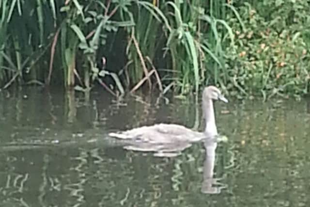 Swan attack, August 2015 - remaining cygnet