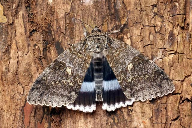 Palm-sized moths from the continent are being carried over on warm winds