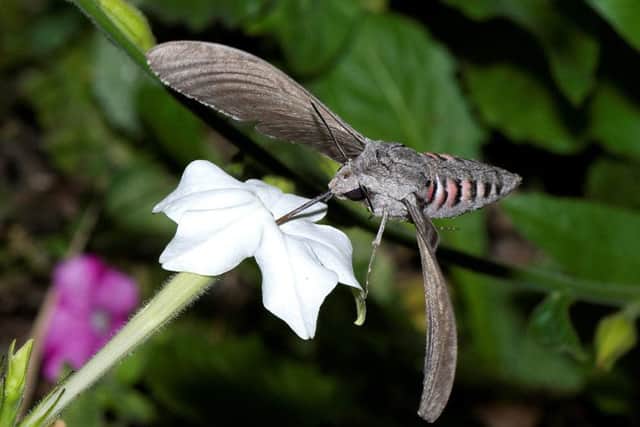 The Hawk-moth has a huge wing span and can hover over plants with precision to drink nectar