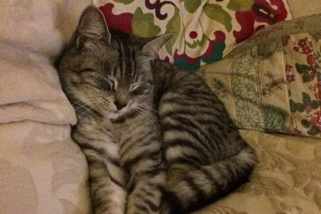 Millie, a two-year-old tabby cat, was killed by a car on Ellesmere Road in Berkhamsted