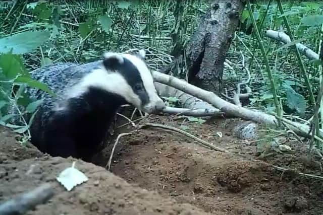 The badger caught on camera at Woburn Forest