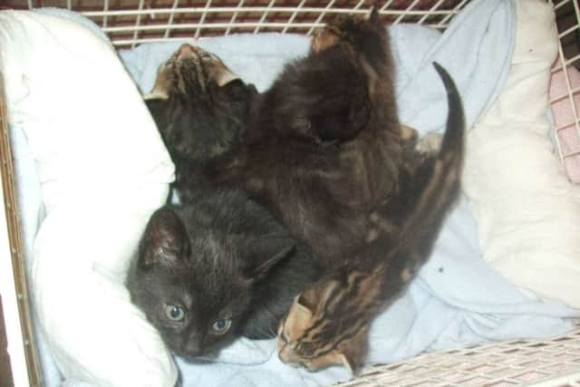 These five kittens were abandoned in a cardboard box outside Asda in Hemel Hempstead