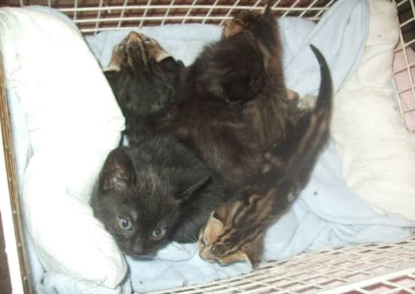 These five kittens were abandoned in a cardboard box outside Asda in Hemel Hempstead