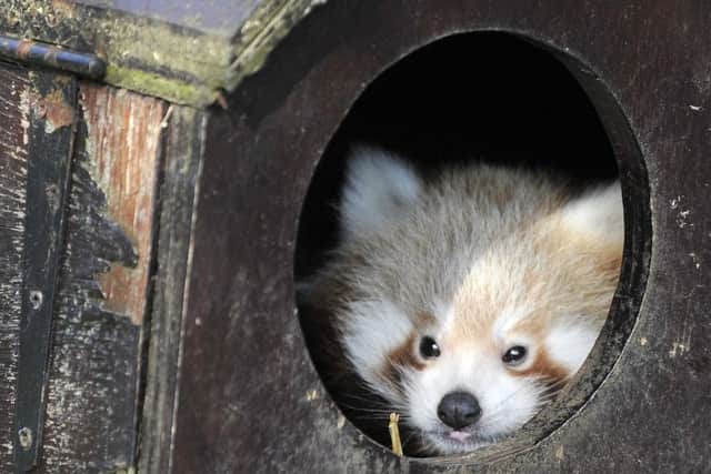 Baby red panda twins have emerged from their nesting boxes for the first time since being born in June. Photo: ZSL Whipsnade Zoo