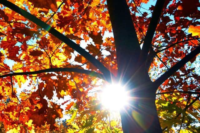 Autumn sunshine