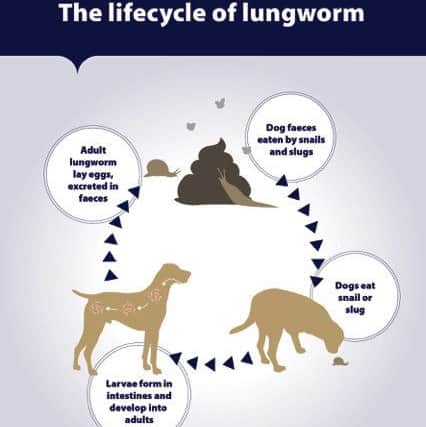 How dogs contract lungworm