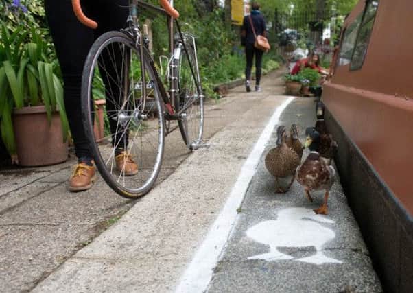 Ducks using their new designated lane on the towpath at Berkhamsted