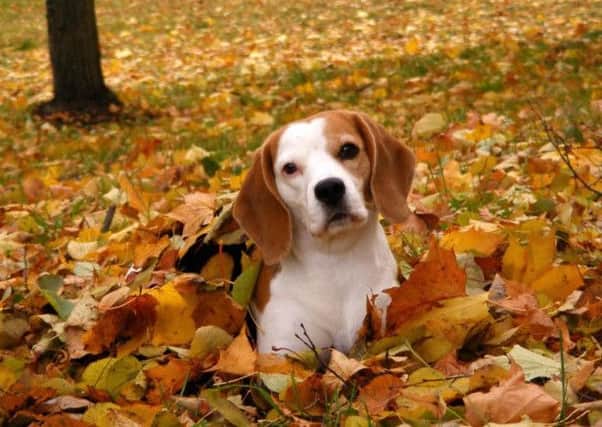 Seasonal Canine Illness (SCI) is a mysterious and potentially fatal illness for any dog.