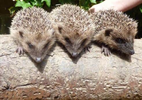 Hedgehog numbers are declining.