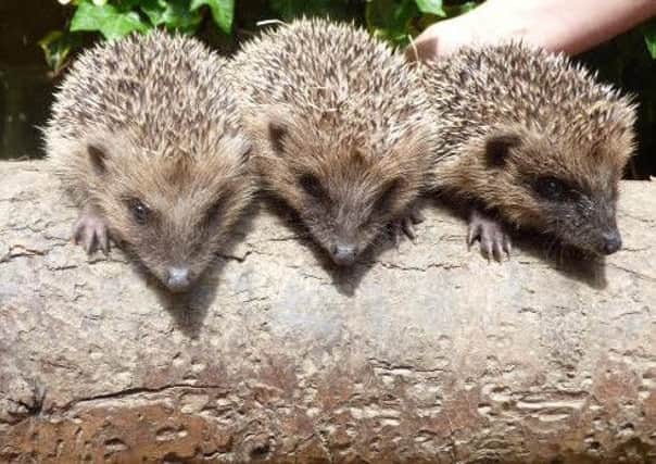 Hedgehog numbers are declining.